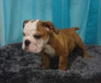 Bulldog ingles macho 3 meses vacunas al corriente , hijos de campeón mexicano.