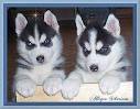 
Precio Siberian husky...........<strong>            $18,500.00  A  $22,000.00  (dependiendo del color)</strong> <br><br>


100% pura raza, registrados todos los papeles en regla se envian a cualquier parte de la Republica.<br><br> 

<li>Contrato de compraventa<br><br></li>


<li>Seguro de vida gratuito por escrito de 5 años que cubre muerte en caso de cuestiones virales</li>
<br><br>

<li>Garantía de Pureza Racial<br><br></li>

<li>Certificado de registro inicial que extiende la Federación Canófila Mexicana donde los cachorros se entregan con tatuaje y microchip</li>

