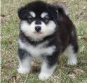
Precio Siberian husky...........<strong>            $18,500.00  A  $22,000.00  (dependiendo del color)</strong> <br><br>


100% pura raza, registrados todos los papeles en regla se envian a cualquier parte de la Republica.<br><br> 

<li>Contrato de compraventa<br><br></li>


<li>Seguro de vida gratuito por escrito de 5 años que cubre muerte en caso de cuestiones virales</li>
<br><br>

<li>Garantía de Pureza Racial<br><br></li>

<li>Certificado de registro inicial que extiende la Federación Canófila Mexicana donde los cachorros se entregan con tatuaje y microchip</li>

