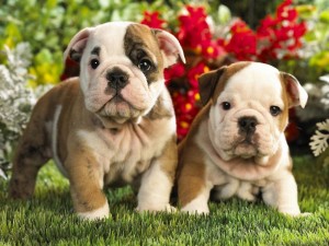
Precio Bulldog...........<strong>   $35,000.00  A   $60,000.00    (dependiendo la calidad)</strong> <br><br>


100% pura raza, registrados todos los papeles en regla se envian a cualquier parte de la Republica.<br><br> 

<li>Contrato de compraventa<br><br></li>


<li>Seguro de vida gratuito por escrito de 5 años que cubre muerte en caso de cuestiones virales</li>
<br><br>

<li>Garantía de Pureza Racial<br><br></li>

<li>Certificado de registro inicial que extiende la Federación Canófila Mexicana donde los cachorros se entregan con tatuaje y microchip</li>

