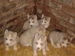 
Precio Siberian husky...........<strong>            $18,500.00  A  $22,000.00  (dependiendo del color)</strong> <br><br>


100% pura raza, registrados todos los papeles en regla se envian a cualquier parte de la Republica.<br><br> 

<li>Contrato de compraventa<br><br></li>


<li>Seguro de vida gratuito por escrito de 5 años que cubre muerte en caso de cuestiones virales</li>
<br><br>

<li>Garantía de Pureza Racial<br><br></li>

<li>Certificado de registro inicial que extiende la Federación Canófila Mexicana donde los cachorros se entregan con tatuaje y microchip</li>

