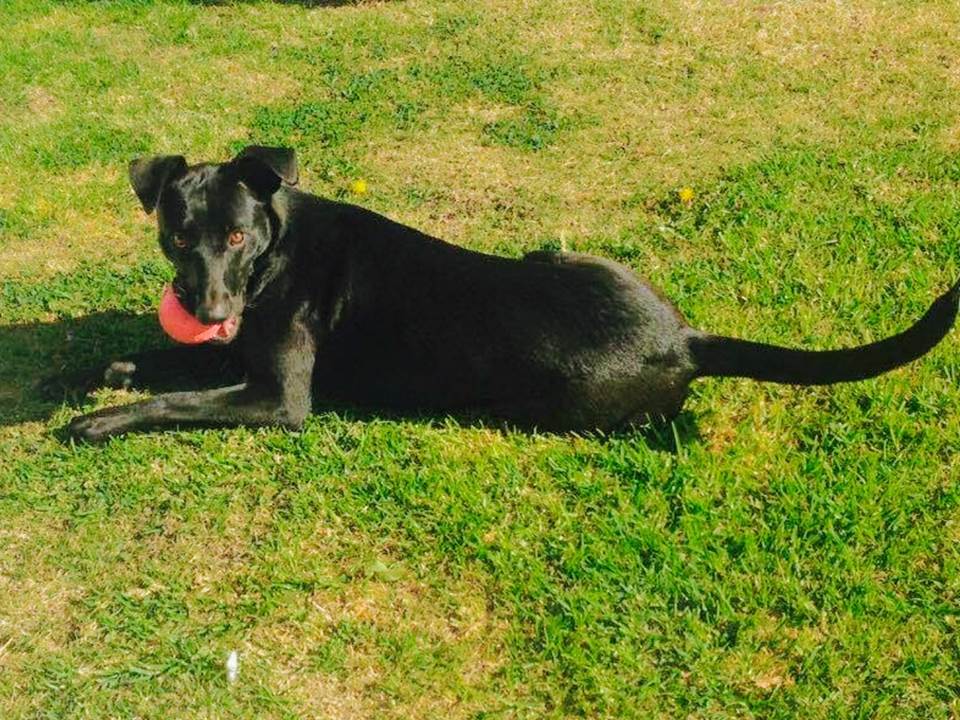JOSEFA EN ADOPCIÓN RESPONSABLE