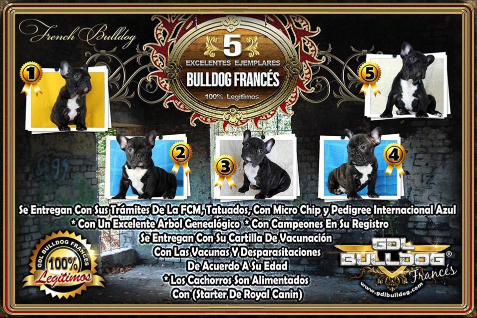 Bulldog Francés 5 Cachorros Legítimos Con Excelentes Pedigree Internacional Azul (Valido a Nivel Mundial)