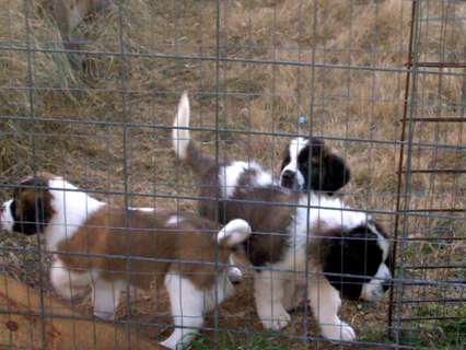 Preciosa cachorros San Bernardo para su adopción