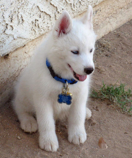 CACHORROS AMERICAN STAFFORDSHIRE TERRIER 
<br>