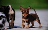 PARAGUAS RAZA CHIHUAHUA 
<br>PARAGUAS RAZA CHIHUAHUA 
<br>