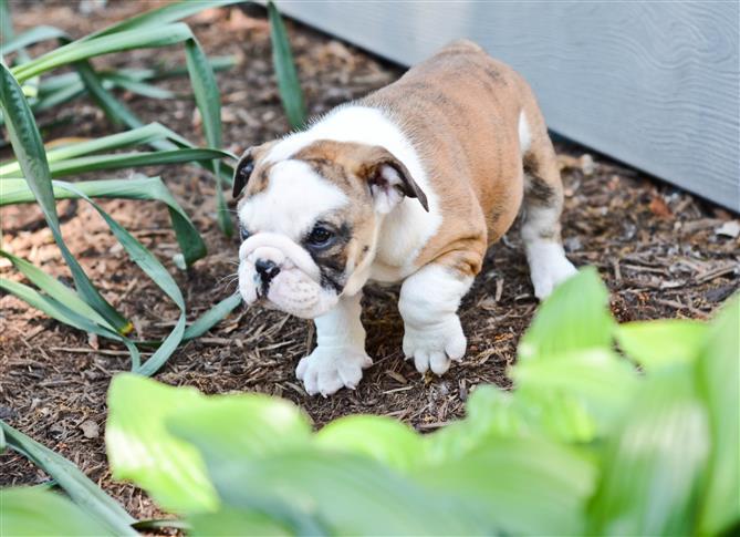 
Precio Bulldog...........<strong>   $35,000.00  A   $60,000.00    (dependiendo la calidad)</strong> <br><br>


100% pura raza, registrados todos los papeles en regla se envian a cualquier parte de la Republica.<br><br> 

<li>Contrato de compraventa<br><br></li>


<li>Seguro de vida gratuito por escrito de 5 años que cubre muerte en caso de cuestiones virales</li>
<br><br>

<li>Garantía de Pureza Racial<br><br></li>

<li>Certificado de registro inicial que extiende la Federación Canófila Mexicana donde los cachorros se entregan con tatuaje y microchip</li>


