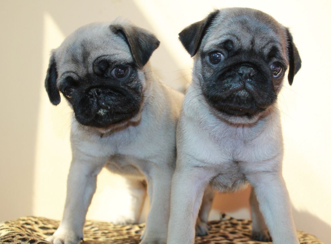 Pug cachorros 