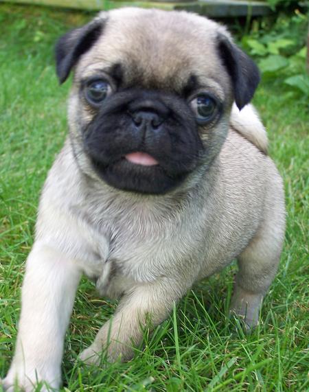 Pug cachorros