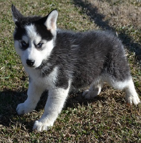  Gorjuz Siberian Husky cachorros