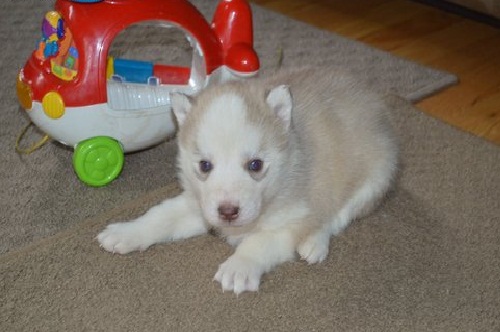 
Precio Siberian husky...........<strong>            $18,500.00  A  $22,000.00  (dependiendo del color)</strong> <br><br>


100% pura raza, registrados todos los papeles en regla se envian a cualquier parte de la Republica.<br><br> 

<li>Contrato de compraventa<br><br></li>


<li>Seguro de vida gratuito por escrito de 5 años que cubre muerte en caso de cuestiones virales</li>
<br><br>

<li>Garantía de Pureza Racial<br><br></li>

<li>Certificado de registro inicial que extiende la Federación Canófila Mexicana donde los cachorros se entregan con tatuaje y microchip</li>

