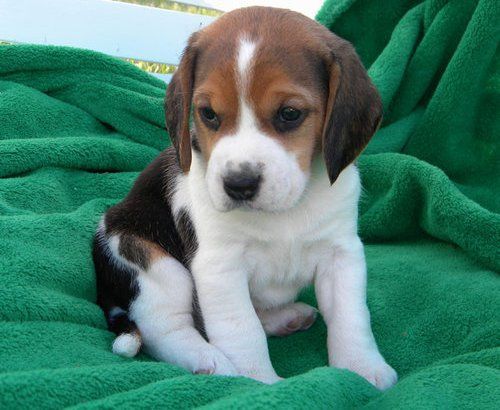 
Precio Beagle...........<strong>$16,500.00</strong> <br><br>

100% pura raza, registrados todos los papeles en regla se envian a cualquier parte de la Republica.<br><br> 

<li>Contrato de compraventa<br><br></li>


<li>Seguro de vida gratuito por escrito de 5 años que cubre muerte en caso de cuestiones virales</li>
<br><br>

<li>Garantía de Pureza Racial<br><br></li>


<li>Certificado de registro inicial que extiende la Federación Canófila Mexicana donde los cachorros se entregan con tatuaje y microchip<br><br></li>

