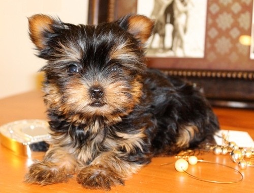 
Precio Yorkshire Terrier...........<strong>$18,000.00   A   $25,000.00  (dependiendo del tamaño, sexo, color y calidad)</strong> <br><br>


100% pura raza, registrados todos los papeles en regla se envian a cualquier parte de la Republica.<br><br> 

<li>Contrato de compraventa<br><br></li>


<li>Seguro de vida gratuito por escrito de 5 años que cubre muerte en caso de cuestiones virales</li>
<br><br>

<li>Garantía de Pureza Racial<br><br></li>

<li>Certificado de registro inicial que extiende la Federación Canófila Mexicana donde los cachorros se entregan con tatuaje y microchip</li>

