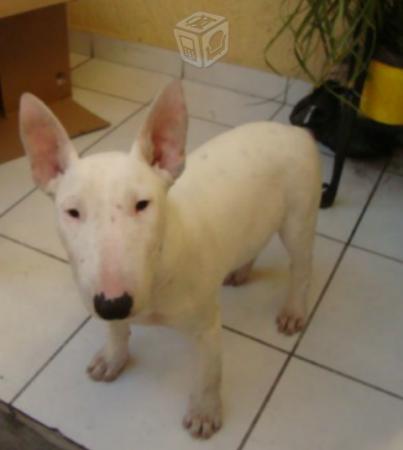 
Precio Bull Terrier...........<strong>    $18,000.00  A   $25,000.00    ( dependiendo tamaño y color)</strong> <br><br>


100% pura raza, registrados todos los papeles en regla se envian a cualquier parte de la Republica.<br><br> 

<li>Contrato de compraventa<br><br></li>


<li>Seguro de vida gratuito por escrito de 5 años que cubre muerte en caso de cuestiones virales</li>
<br><br>

<li>Garantía de Pureza Racial<br><br></li>

<li>Certificado de registro inicial que extiende la Federación Canófila Mexicana donde los cachorros se entregan con tatuaje y microchip</li>

