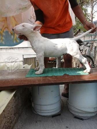 Bull terrier Cachorros