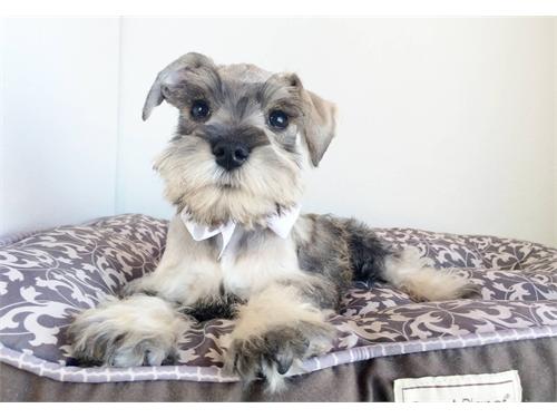 
Precio Schnauzer...........<strong>      $15,000.00   A   $22,000.00  (dependiendo del tamaño y color)</strong> <br><br>


100% pura raza, registrados todos los papeles en regla se envian a cualquier parte de la Republica.<br><br> 

<li>Contrato de compraventa<br><br></li>


<li>Seguro de vida gratuito por escrito de 5 años que cubre muerte en caso de cuestiones virales</li>
<br><br>

<li>Garantía de Pureza Racial<br><br></li>

<li>Certificado de registro inicial que extiende la Federación Canófila Mexicana donde los cachorros se entregan con tatuaje y microchip</li>

