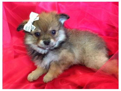 Pomerania, machos y hembras disponibles, tienen disparos y desparasitación al día, cajón entrenado en las almohadillas perrito, perritos sanos limpias, viene con tiros registros y garantía de la salud para chequear Vet