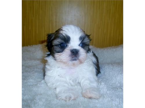 CACHORROS SHIH-TZU