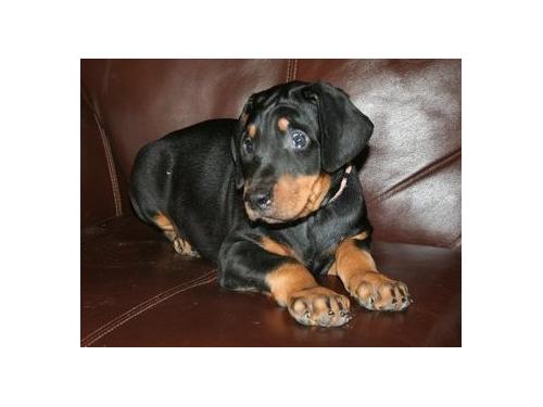 B & T Doberman-Bebés-akc