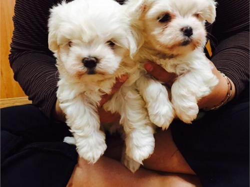 Cachorros Teacup Maltese 1 macho 1 hembra 3 meses recibieron disparos