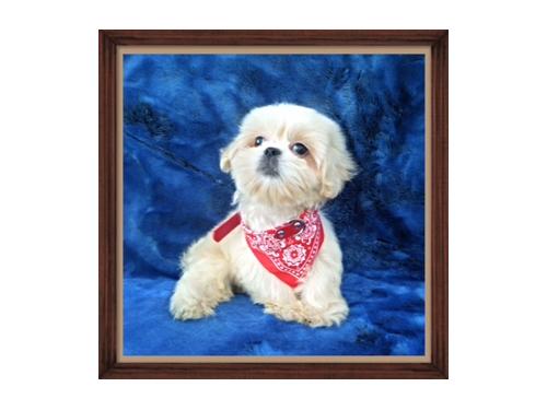 
Precio Shih Tzu...........<strong>          $22,000.00</strong> <br><br>


100% pura raza, registrados todos los papeles en regla se envian a cualquier parte de la Republica.<br><br> 

<li>Contrato de compraventa<br><br></li>


<li>Seguro de vida gratuito por escrito de 5 años que cubre muerte en caso de cuestiones virales</li>
<br><br>

<li>Garantía de Pureza Racial<br><br></li>

<li>Certificado de registro inicial que extiende la Federación Canófila Mexicana donde los cachorros se entregan con tatuaje y microchip</li>

