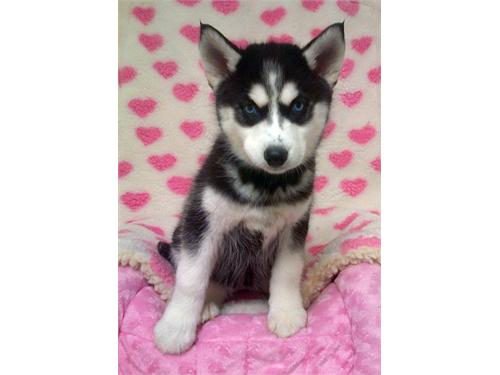 
Precio Siberian husky...........<strong>            $18,500.00  A  $22,000.00  (dependiendo del color)</strong> <br><br>


100% pura raza, registrados todos los papeles en regla se envian a cualquier parte de la Republica.<br><br> 

<li>Contrato de compraventa<br><br></li>


<li>Seguro de vida gratuito por escrito de 5 años que cubre muerte en caso de cuestiones virales</li>
<br><br>

<li>Garantía de Pureza Racial<br><br></li>

<li>Certificado de registro inicial que extiende la Federación Canófila Mexicana donde los cachorros se entregan con tatuaje y microchip</li>

