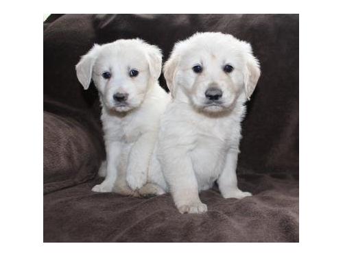 Cachorros Golden Retriever 10 semanas de edad. Ambos padres son Salud probado caderas, codos, certificados oculares BVA claros hasta la fecha. Papá es Para 1 y 2 claras. Estamos en busca de hogares amorosos especiales. Los cachorros son criados en nuestra casa de la familia con mucho amor y cuidado