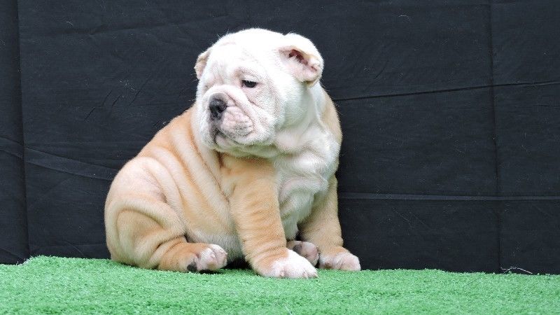 
Precio Bulldog...........<strong>   $35,000.00  A   $60,000.00    (dependiendo la calidad)</strong> <br><br>


100% pura raza, registrados todos los papeles en regla se envian a cualquier parte de la Republica.<br><br> 

<li>Contrato de compraventa<br><br></li>


<li>Seguro de vida gratuito por escrito de 5 años que cubre muerte en caso de cuestiones virales</li>
<br><br>

<li>Garantía de Pureza Racial<br><br></li>

<li>Certificado de registro inicial que extiende la Federación Canófila Mexicana donde los cachorros se entregan con tatuaje y microchip</li>


