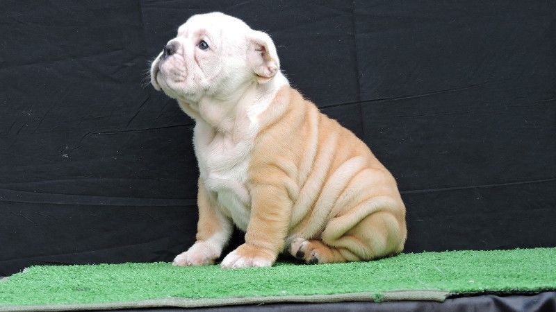  Magníficos Cachorros bulldog Ingles