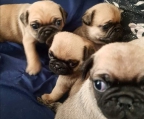 Cachorros Pug auténticos, vacunados y desparasitados, cuento con 2 machos y tres hembras, tienen 40 días de nacimiento, son completamente genuinos ya que tienen sus arrugas en el ocico definidas , rabo enroscado, y el color beige intenso con su sombreado tenue en espalda características inequívocas de un pug de raza pura  con garantía.