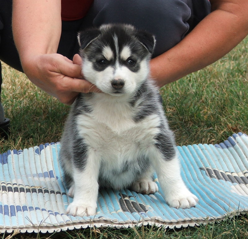 
Precio Siberian husky...........<strong>            $18,500.00  A  $22,000.00  (dependiendo del color)</strong> <br><br>


100% pura raza, registrados todos los papeles en regla se envian a cualquier parte de la Republica.<br><br> 

<li>Contrato de compraventa<br><br></li>


<li>Seguro de vida gratuito por escrito de 5 años que cubre muerte en caso de cuestiones virales</li>
<br><br>

<li>Garantía de Pureza Racial<br><br></li>

<li>Certificado de registro inicial que extiende la Federación Canófila Mexicana donde los cachorros se entregan con tatuaje y microchip</li>

