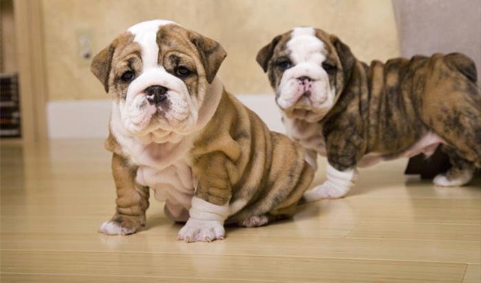 Bulldog inglés cachorros