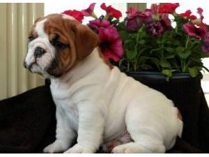 
Precio Bulldog...........<strong>   $35,000.00  A   $60,000.00    (dependiendo la calidad)</strong> <br><br>


100% pura raza, registrados todos los papeles en regla se envian a cualquier parte de la Republica.<br><br> 

<li>Contrato de compraventa<br><br></li>


<li>Seguro de vida gratuito por escrito de 5 años que cubre muerte en caso de cuestiones virales</li>
<br><br>

<li>Garantía de Pureza Racial<br><br></li>

<li>Certificado de registro inicial que extiende la Federación Canófila Mexicana donde los cachorros se entregan con tatuaje y microchip</li>

