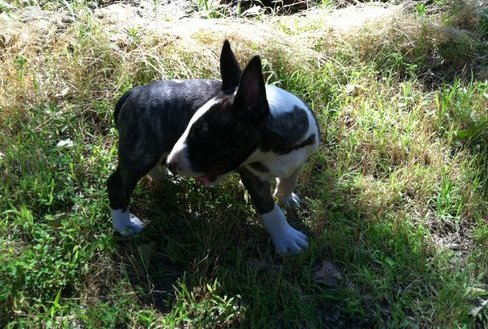 
Precio Bull Terrier...........<strong>    $18,000.00  A   $25,000.00    ( dependiendo tamaño y color)</strong> <br><br>


100% pura raza, registrados todos los papeles en regla se envian a cualquier parte de la Republica.<br><br> 

<li>Contrato de compraventa<br><br></li>


<li>Seguro de vida gratuito por escrito de 5 años que cubre muerte en caso de cuestiones virales</li>
<br><br>

<li>Garantía de Pureza Racial<br><br></li>

<li>Certificado de registro inicial que extiende la Federación Canófila Mexicana donde los cachorros se entregan con tatuaje y microchip</li>

