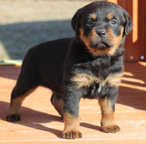 
Precio Rottweiler...........<strong>   $18,000.00</strong> <br><br>


100% pura raza, registrados todos los papeles en regla se envian a cualquier parte de la Republica.<br><br> 

<li>Contrato de compraventa<br><br></li>


<li>Seguro de vida gratuito por escrito de 5 años que cubre muerte en caso de cuestiones virales</li>
<br><br>

<li>Garantía de Pureza Racial<br><br></li>

<li>Certificado de registro inicial que extiende la Federación Canófila Mexicana donde los cachorros se entregan con tatuaje y microchip</li>

