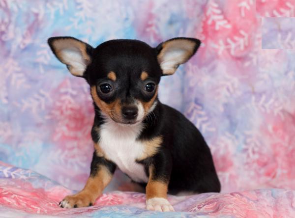 
Precio Chihuahua...........<strong>     $16,500.00  A   $20,000.00    (dependiendo del tamaño y color)</strong> <br><br>


100% pura raza, registrados todos los papeles en regla se envian a cualquier parte de la Republica.<br><br> 

<li>Contrato de compraventa<br><br></li>


<li>Seguro de vida gratuito por escrito de 5 años que cubre muerte en caso de cuestiones virales</li>
<br><br>

<li>Garantía de Pureza Racial<br><br></li>

<li>Certificado de registro inicial que extiende la Federación Canófila Mexicana donde los cachorros se entregan con tatuaje y microchip</li>

