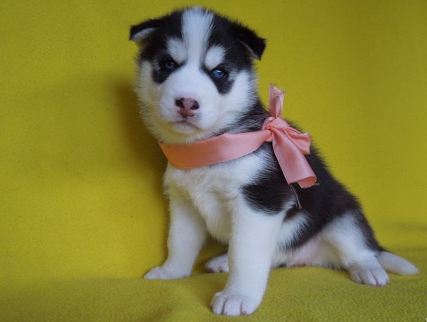 Cachorro husky siberiano