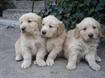 
Precio Golden Retriever...........<strong>             $15,500.00</strong> <br><br>


100% pura raza, registrados todos los papeles en regla se envian a cualquier parte de la Republica.<br><br> 

<li>Contrato de compraventa<br><br></li>


<li>Seguro de vida gratuito por escrito de 5 años que cubre muerte en caso de cuestiones virales</li>
<br><br>

<li>Garantía de Pureza Racial<br><br></li>

<li>Certificado de registro inicial que extiende la Federación Canófila Mexicana donde los cachorros se entregan con tatuaje y microchip</li>

