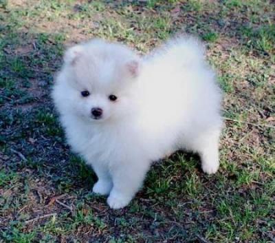 Todos los colores - Cachorros Pomerania - 10 semanas de edad para su aprobación. Todo AKC registrado y hermoso. Ellos están al día con sus vacunas y han sido desparasitados. Vienen con una garantía de salud. También nos puede garantizar que se hacen complementos perfectos para sus nuevas familias, ya que les encanta jugar, dar besos y abrazos. Vea algunas imágenes de este anuncio y no dude en enviarnos un correo electrónico para obtener más información y fotos si está interesado en la venta de cualquiera de nuestros cachorros. gracias