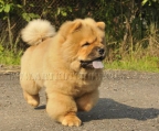 
Precio Chow Chow...........<strong>       $20,500.00  A   $33,000.00    (dependiendo del tamaño y color)</strong> <br><br>


100% pura raza, registrados todos los papeles en regla se envian a cualquier parte de la Republica.<br><br> 

<li>Contrato de compraventa<br><br></li>


<li>Seguro de vida gratuito por escrito de 5 años que cubre muerte en caso de cuestiones virales</li>
<br><br>

<li>Garantía de Pureza Racial<br><br></li>

<li>Certificado de registro inicial que extiende la Federación Canófila Mexicana donde los cachorros se entregan con tatuaje y microchip</li>

