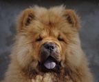 
Precio Chow Chow...........<strong>       $20,500.00  A   $33,000.00    (dependiendo del tamaño y color)</strong> <br><br>


100% pura raza, registrados todos los papeles en regla se envian a cualquier parte de la Republica.<br><br> 

<li>Contrato de compraventa<br><br></li>


<li>Seguro de vida gratuito por escrito de 5 años que cubre muerte en caso de cuestiones virales</li>
<br><br>

<li>Garantía de Pureza Racial<br><br></li>

<li>Certificado de registro inicial que extiende la Federación Canófila Mexicana donde los cachorros se entregan con tatuaje y microchip</li>

