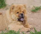 
Precio Chow Chow...........<strong>       $20,500.00  A   $33,000.00    (dependiendo del tamaño y color)</strong> <br><br>


100% pura raza, registrados todos los papeles en regla se envian a cualquier parte de la Republica.<br><br> 

<li>Contrato de compraventa<br><br></li>


<li>Seguro de vida gratuito por escrito de 5 años que cubre muerte en caso de cuestiones virales</li>
<br><br>

<li>Garantía de Pureza Racial<br><br></li>

<li>Certificado de registro inicial que extiende la Federación Canófila Mexicana donde los cachorros se entregan con tatuaje y microchip</li>

