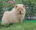 
Precio Chow Chow...........<strong>       $20,500.00  A   $33,000.00    (dependiendo del tamaño y color)</strong> <br><br>


100% pura raza, registrados todos los papeles en regla se envian a cualquier parte de la Republica.<br><br> 

<li>Contrato de compraventa<br><br></li>


<li>Seguro de vida gratuito por escrito de 5 años que cubre muerte en caso de cuestiones virales</li>
<br><br>

<li>Garantía de Pureza Racial<br><br></li>

<li>Certificado de registro inicial que extiende la Federación Canófila Mexicana donde los cachorros se entregan con tatuaje y microchip</li>

