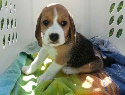 
Precio Beagle...........<strong>$16,500.00</strong> <br><br>

100% pura raza, registrados todos los papeles en regla se envian a cualquier parte de la Republica.<br><br> 

<li>Contrato de compraventa<br><br></li>


<li>Seguro de vida gratuito por escrito de 5 años que cubre muerte en caso de cuestiones virales</li>
<br><br>

<li>Garantía de Pureza Racial<br><br></li>


<li>Certificado de registro inicial que extiende la Federación Canófila Mexicana donde los cachorros se entregan con tatuaje y microchip<br><br></li>

