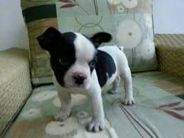  Bulldog frances disponibles.1