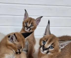 Gatitos Serval y Caracal