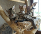 Gatitos Serval y Caracal