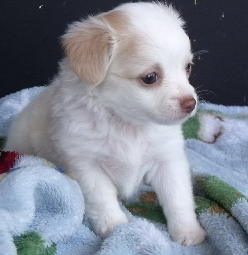 
Precio Chihuahua...........<strong>     $16,500.00  A   $20,000.00    (dependiendo del tamaño y color)</strong> <br><br>


100% pura raza, registrados todos los papeles en regla se envian a cualquier parte de la Republica.<br><br> 

<li>Contrato de compraventa<br><br></li>


<li>Seguro de vida gratuito por escrito de 5 años que cubre muerte en caso de cuestiones virales</li>
<br><br>

<li>Garantía de Pureza Racial<br><br></li>

<li>Certificado de registro inicial que extiende la Federación Canófila Mexicana donde los cachorros se entregan con tatuaje y microchip</li>

