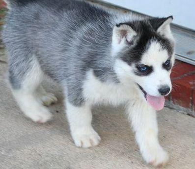 
Precio Siberian husky...........<strong>            $18,500.00  A  $22,000.00  (dependiendo del color)</strong> <br><br>


100% pura raza, registrados todos los papeles en regla se envian a cualquier parte de la Republica.<br><br> 

<li>Contrato de compraventa<br><br></li>


<li>Seguro de vida gratuito por escrito de 5 años que cubre muerte en caso de cuestiones virales</li>
<br><br>

<li>Garantía de Pureza Racial<br><br></li>

<li>Certificado de registro inicial que extiende la Federación Canófila Mexicana donde los cachorros se entregan con tatuaje y microchip</li>

