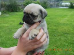 
Precio Pug...........<strong> $18,000.00  A   $20,000.00  (dependiendo del  color)</strong> <br><br>


100% pura raza, registrados todos los papeles en regla se envian a cualquier parte de la Republica.<br><br> 

<li>Contrato de compraventa<br><br></li>


<li>Seguro de vida gratuito por escrito de 5 años que cubre muerte en caso de cuestiones virales</li>
<br><br>

<li>Garantía de Pureza Racial<br><br></li>

<li>Certificado de registro inicial que extiende la Federación Canófila Mexicana donde los cachorros se entregan con tatuaje y microchip</li>

